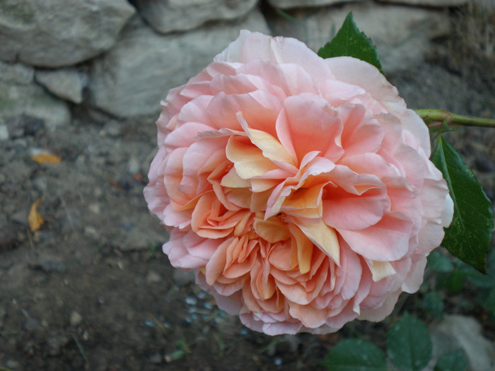 P6060135 - FLORILE MELE 2010