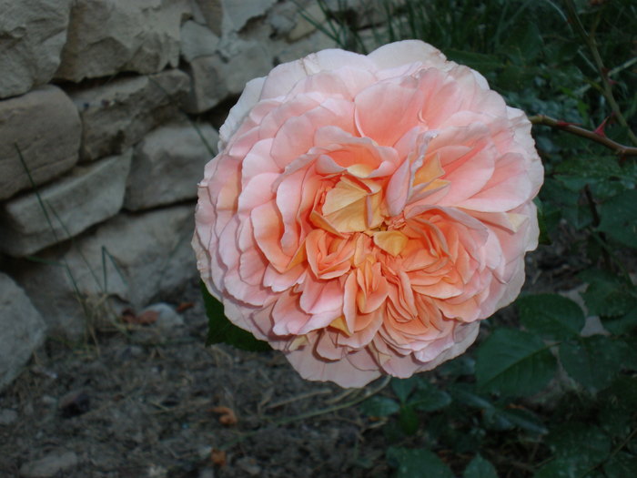 P6060134 - FLORILE MELE 2010