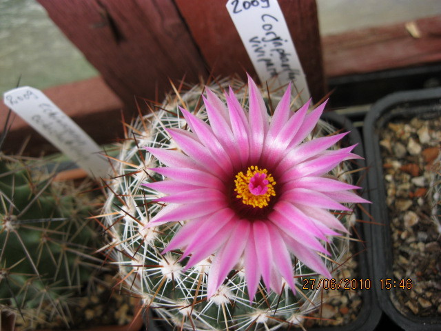 Kaktuszok 2010.iun.27 055 - Coryphantha-Escobaria