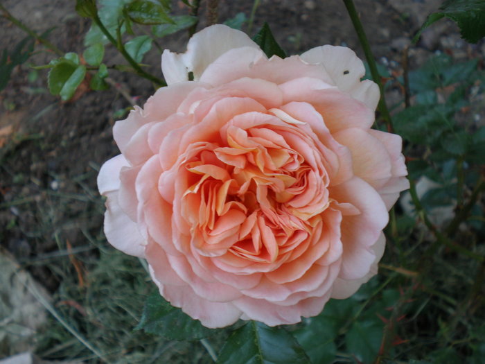 P6060137 - FLORILE MELE 2010