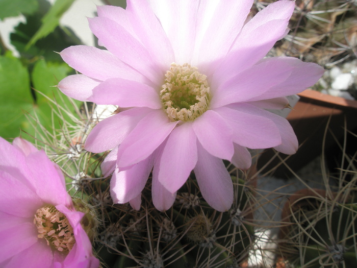 Acanthocalycium violaceum - floare - Acanthocalycium