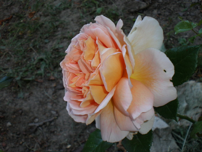 P6060140 - FLORILE MELE 2010