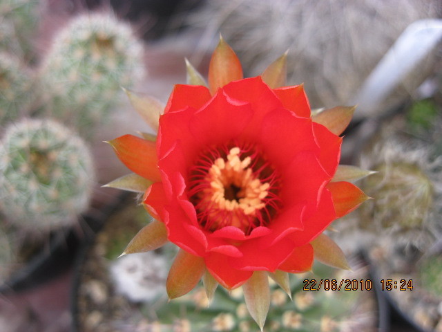 kaktuszok 2010 jun.25 016 - Echinopsis-Lobivia