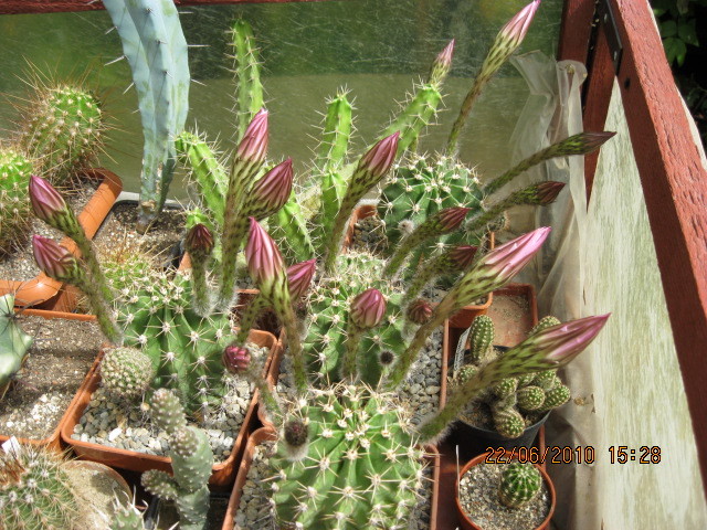 kaktuszok 2010 jun.25 025 - Echinopsis-Lobivia