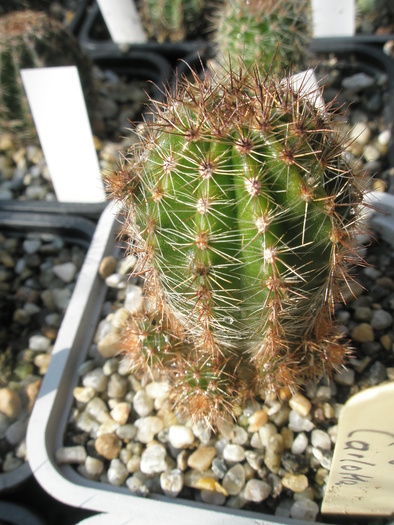 Echinopsis Eroica - Echinopsis