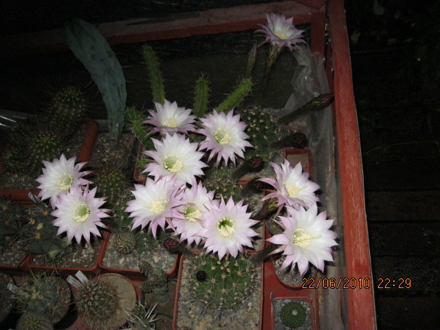 kaktuszok 2010 jun.25 063 - Echinopsis-Lobivia