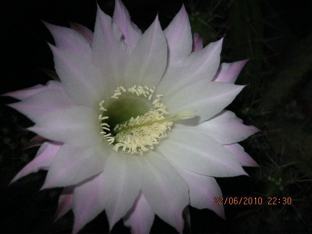 kaktuszok 2010 jun.25 065 - Echinopsis-Lobivia