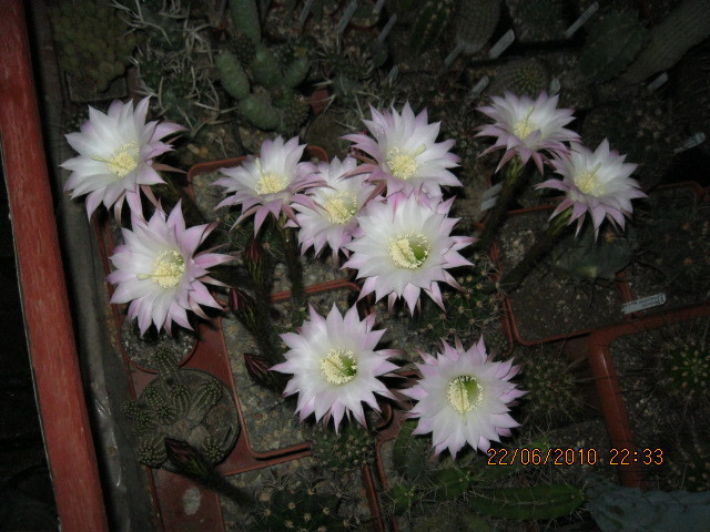 kaktuszok 2010 jun.25 066 - Echinopsis-Lobivia