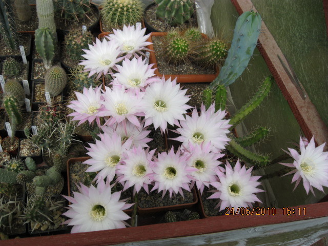 kaktuszok 2010 jun.25 074 - Echinopsis-Lobivia