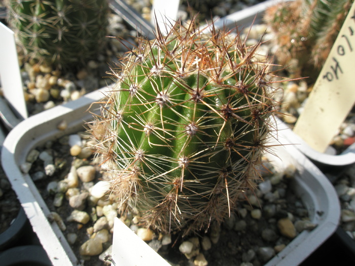 Echinopsis Kenzo - 01.07 - Echinopsis