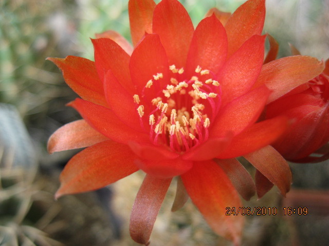 kaktuszok 2010 jun.25 068 - Echinopsis-Lobivia