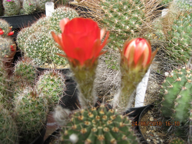 kaktuszok 2010 jun.25 070 - Echinopsis-Lobivia