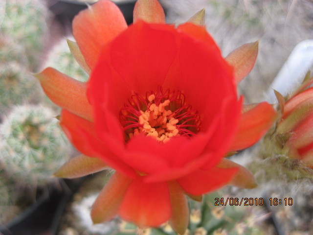 kaktuszok 2010 jun.25 071 - Echinopsis-Lobivia