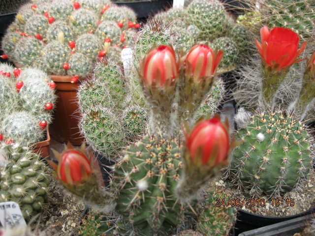 kaktuszok 2010 jun.25 081 - Echinopsis-Lobivia