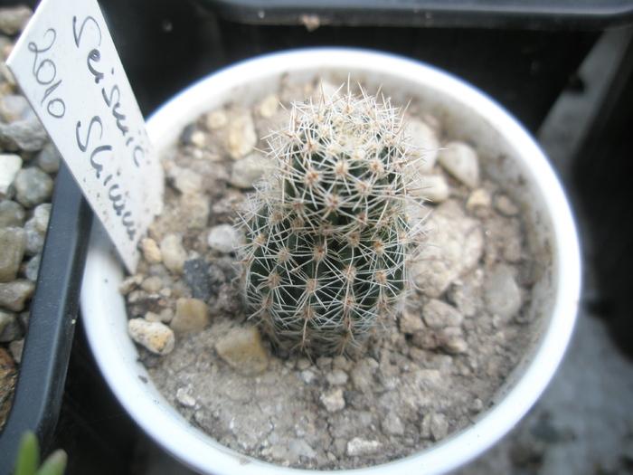 Echinopsis Seismic Shimmer - 01.07