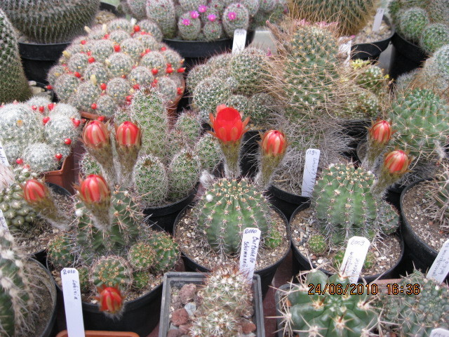 kaktuszok 2010 jun.25 112 - Echinopsis-Lobivia