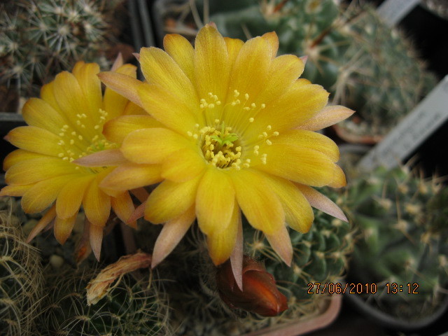 Kaktuszok 2010.iun.27 016 - Echinopsis-Lobivia