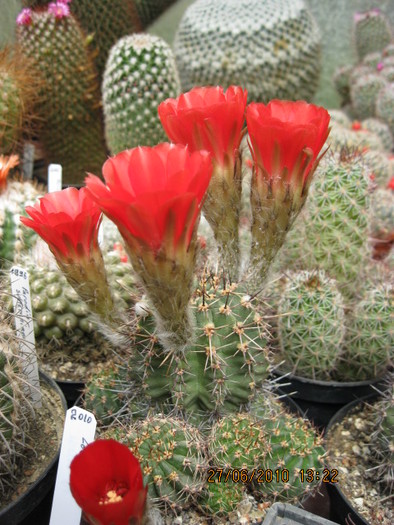 Kaktuszok 2010.iun.27 033 - Echinopsis-Lobivia