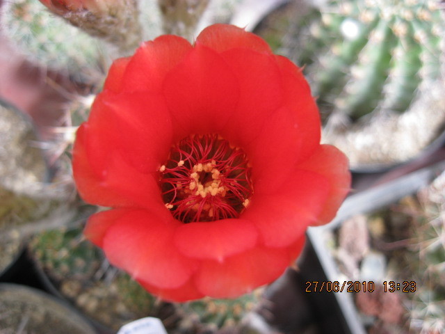 Kaktuszok 2010.iun.27 034 - Echinopsis-Lobivia