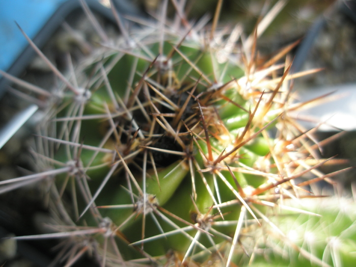 Echinopsis Eddie cu rana - Echinopsis