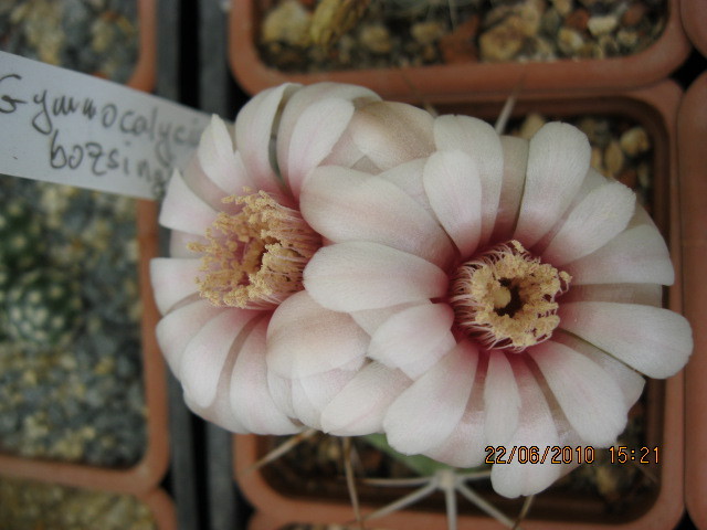 kaktuszok 2010 jun.25 008 - Gymnocalycium