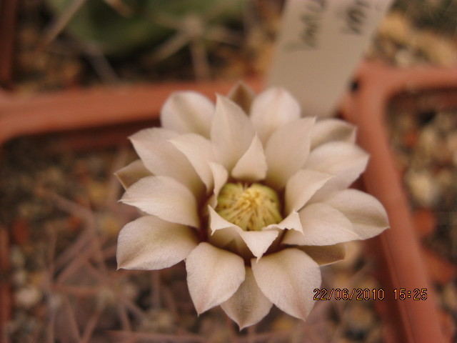 kaktuszok 2010 jun.25 017 - Gymnocalycium