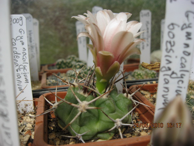 kaktuszok 2010 jun.25 084 - Gymnocalycium