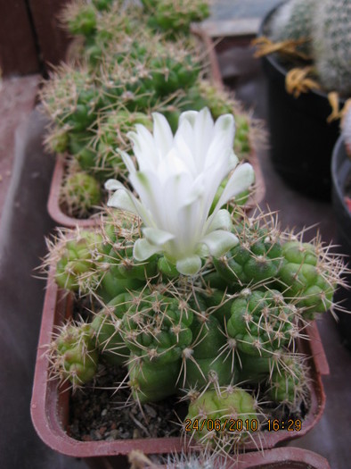 kaktuszok 2010 jun.25 102 - Gymnocalycium