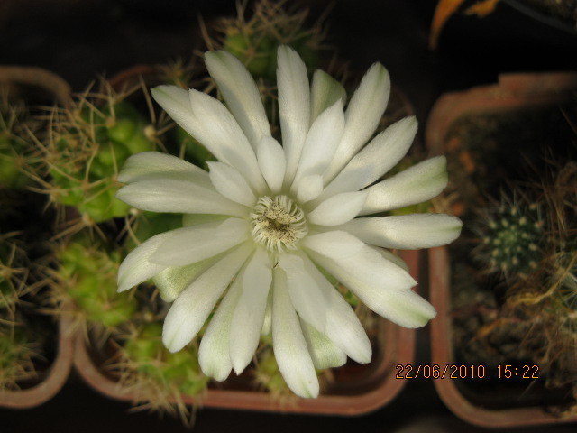 kaktuszok 2010 jun.25 010 - Gymnocalycium