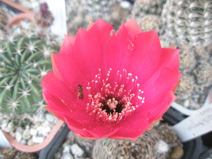 Lobivia arachnacantha - floare - Lobivia