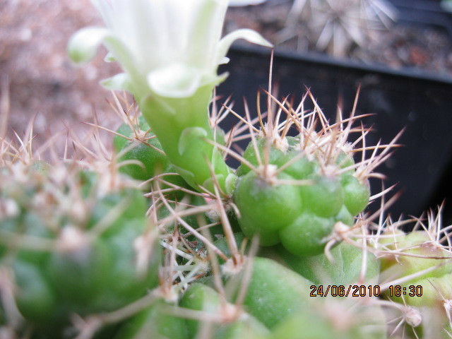 kaktuszok 2010 jun.25 104 - Gymnocalycium