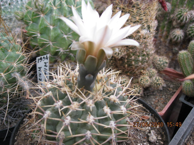 Kaktuszok 2010.iun.27 062 - Gymnocalycium