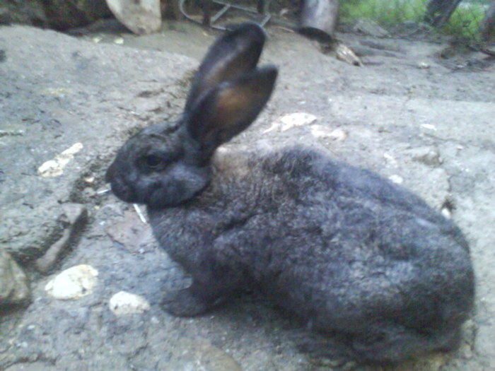 femela urias belgian 4 luni - iepurii mei