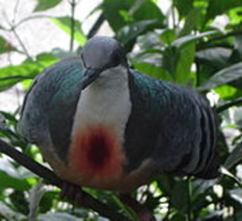180px-Bleeding_Heart_Pigeon