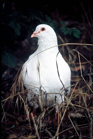 Columba_livia_2