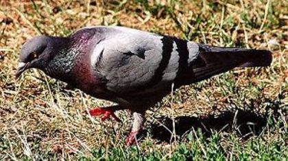 Columba_livia_5