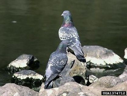 Columba_livia_7
