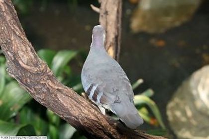 Columba_luzonica_3 - Minuni ale lui Dumnezeu