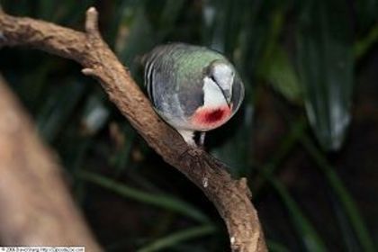 Columba_luzonica_4 - Minuni ale lui Dumnezeu