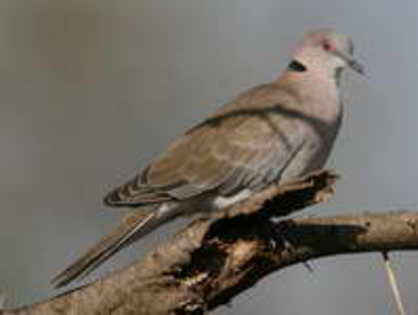 Dove,%20African%20Mourning%20Dennis%20Donohue - Minuni ale lui Dumnezeu