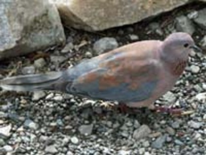 dove,%20laughing%2012-10%20d