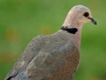 Dove,%20Red-eyed%20Andries%20Oberholzer - Minuni ale lui Dumnezeu