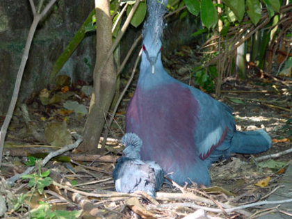 Gouria_072202_1