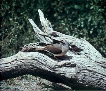 Leptotila_verreauxi_1 - Minuni ale lui Dumnezeu