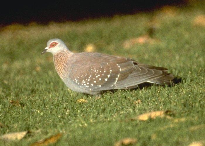 MKramer-rockdove-Speckled_Pigeon-on_grass - Minuni ale lui Dumnezeu