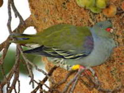 Pigeon,%20African%20Green-%202%20Braam%20Collins - Minuni ale lui Dumnezeu