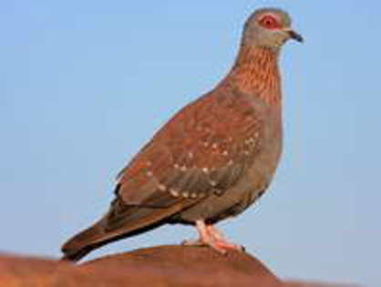 pigeon,%20speckled%20Nico%20Smit - Minuni ale lui Dumnezeu