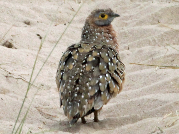 Sandgrouse,%20Burchell\'s%20Charlie%20Westerinen - Minuni ale lui Dumnezeu