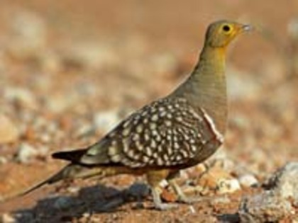 Sandgrouse,%20Namaqua%205%20Mogens%20Trolle