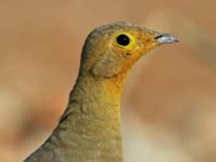 Sandgrouse,%20Namaqua%206h%20Mogens%20Trolle - Minuni ale lui Dumnezeu
